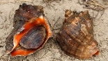 В Черном море начинается масштабное исследование рапанов — хищных моллюсков  — Аджария, Экология, — Netgazeti.ge